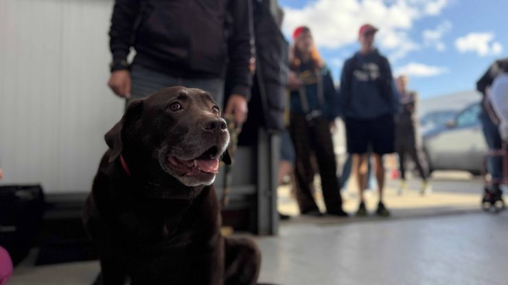 Guidance Dogs
